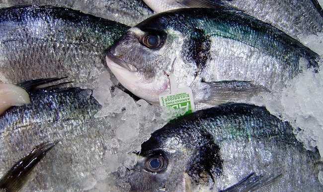 LA LIGNE - Poissonnerie à Wambrechies